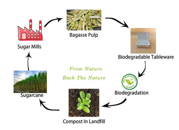 佛山市高明科力机械有限公司纸浆餐盒包装制品